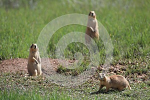 Utah Prairie Dog ,Bryce Canyon National Park,USA