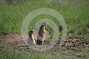 Utah Prairie Dog ,Bryce Canyon National Park,USA