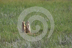 Utah Prairie Dog ,Bryce Canyon National Park,USA