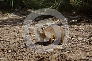 Utah Prairie Dog ,Bryce Canyon National Park,USA