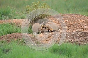 Utah Prairie Dog ,Bryce Canyon National Park,USA