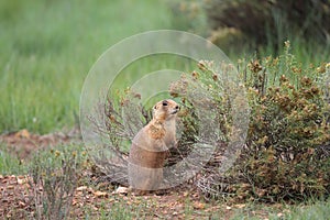 Utah Prairie Dog ,Bryce Canyon National Park,USA