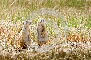 Utah Prairie Dogs