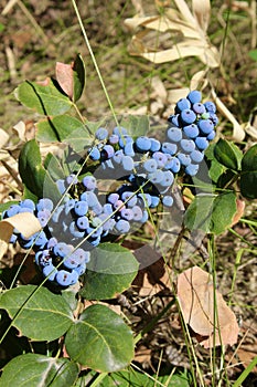 Wild Utah Serviceberry photo