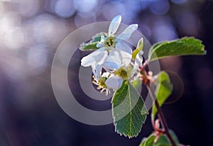 Utah Serviceberry flowers, Amelanchier utahensis