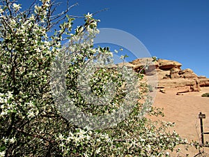 Utah Serviceberry shrub at The Arch National Park, Utah, USA