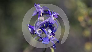 Utah Wasatch Mountain Purple Wildflower photo