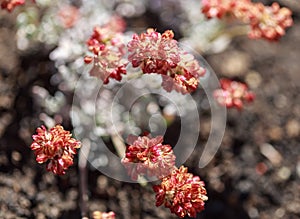 Utah Wasatch Mountain Wildflowers