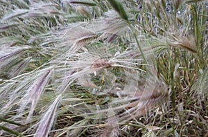 Utah Wheat Fields