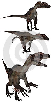 Utahraptor