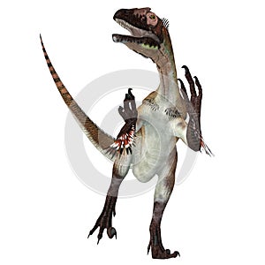 Utahraptor Dinosaur over White