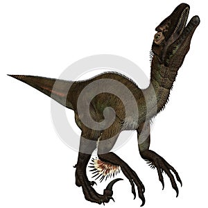 Utahraptor ostrommayorum-3D Dinosaur