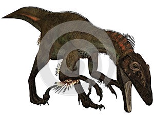 Utahraptor ostrommayorum-3D Dinosaur