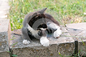 Ute black with white cat looking away on green grass illuminated with sunlight in shelter