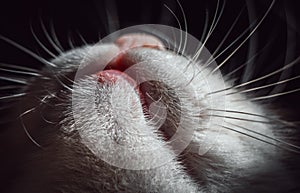 Ute cat`s mouth, chin and whiskers from beneath. Macro shoot