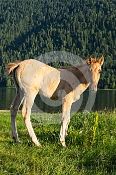 ÃÂ¡ute foal grazing on lakeshore. Young horse is pasture on lawn lakeside