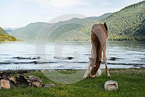 ÃÂ¡ute foal grazing on lakeshore. Young horse is pasture on lawn lakeside