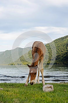 ÃÂ¡ute foal grazing on lakeshore. Young horse is pasture on lawn lakeside