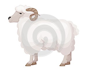 ute, funny, hoofed pet of the horned family, the ram.