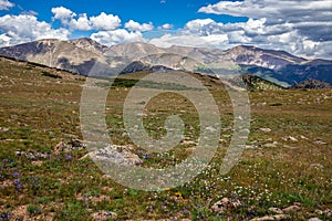 Ute Meadow Wildflower Expanse, Rocky Mountain National Park, Colorado