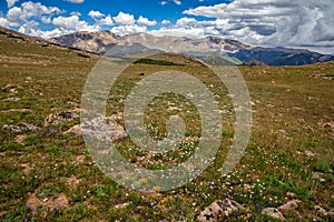 Ute Meadow Wildflower Expanse, Rocky Mountain National Park, Colorado