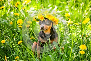 Ð¡ute puppy, a dog in a wreath of spring flowers on a flowering