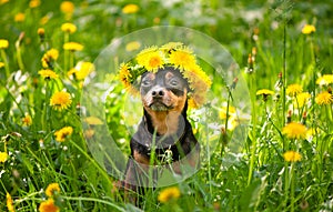 Ð¡ute puppy, a dog in a wreath of spring flowers on a flowering