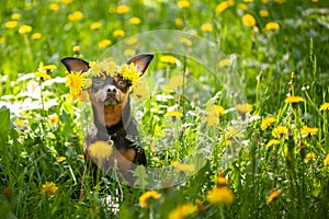 ÃÂ¡ute puppy, a dog in a wreath of spring flowers on a flowering
