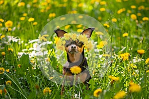 ÃÂ¡ute puppy, a dog in a wreath of spring flowers on a flowering