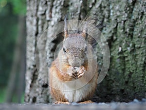 The ÃÂute red squirrel.
