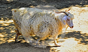 Ute sheep in sunny day Bursa Zoo. Turkey