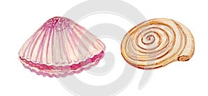 Ð¡ute watercolor purple isolated shell. Illustration with shells on a white background for shops travel agencies