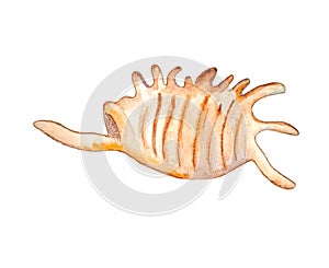 Ð¡ute watercolor yellow shell front view. Isolated illustration with shell on a white background for shops travel