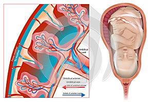Uteroplacental circulation. The structure of the placenta. Anatomy of pregnancy. Umbilical arteries and vein. Placental