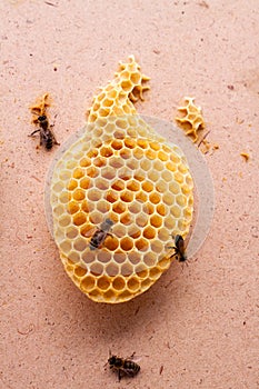 Bees eat honey from honeycomb cells photo