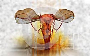 Uterus photo