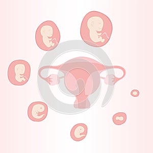 Uterus with embryos and baby in weeks vector illustration