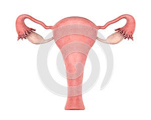 Uterus Female Reproductive System
