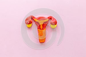 Uterus of female reproductive system. Anatomical model top view