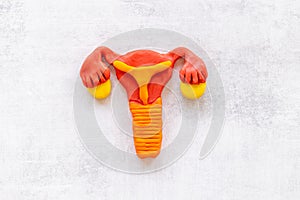 Uterus of female reproductive system. Anatomical model top view