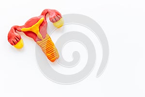 Uterus of female reproductive system. Anatomical model top view