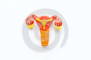 Uterus of female reproductive system. Anatomical model top view