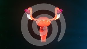 Uterus Front view