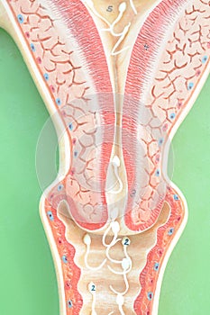 Uterus of human