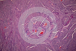 Uterus human, Uterine tube human, Placenta human and Umbilical cord Human under the microscope.