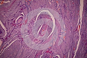 Uterus human, Uterine tube human, Placenta human and Umbilical cord Human under the microscope.