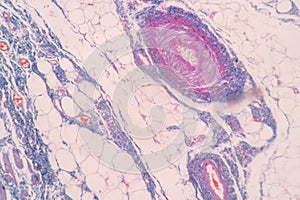 Uterus human, Uterine tube human, Placenta human and Umbilical cord Human under the microscope.