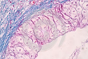 Uterus human, Uterine tube human, Placenta human and Umbilical cord Human under the microscope.