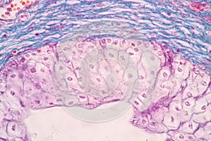 Uterus human, Uterine tube human, Placenta human and Umbilical cord Human under the microscope.