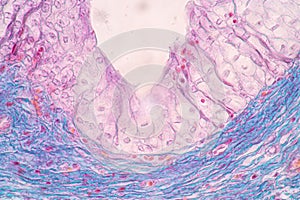 Uterus human, Uterine tube human, Placenta human and Umbilical cord Human under the microscope.